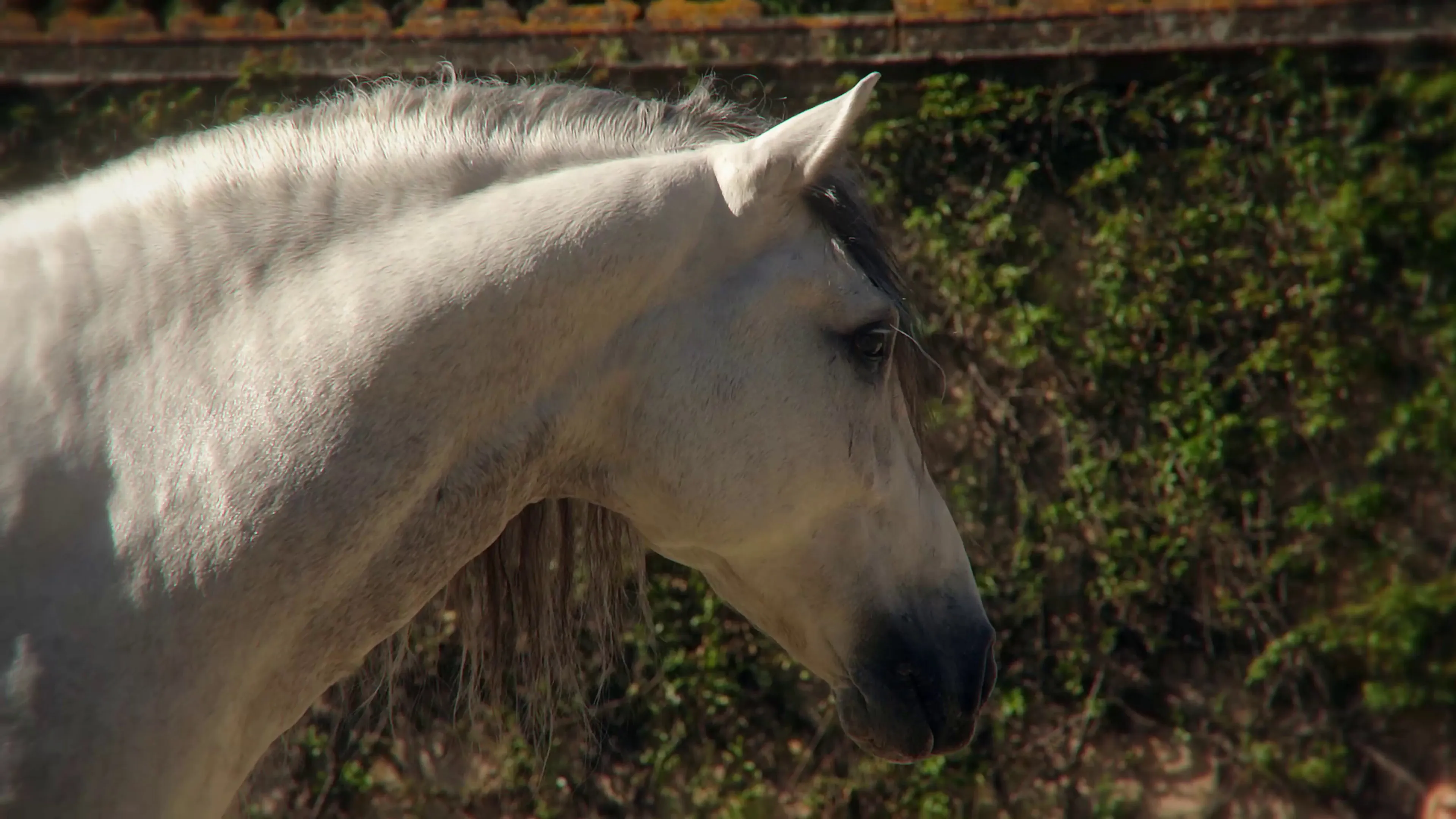 Retrato de un caballo cartujano de capa torda