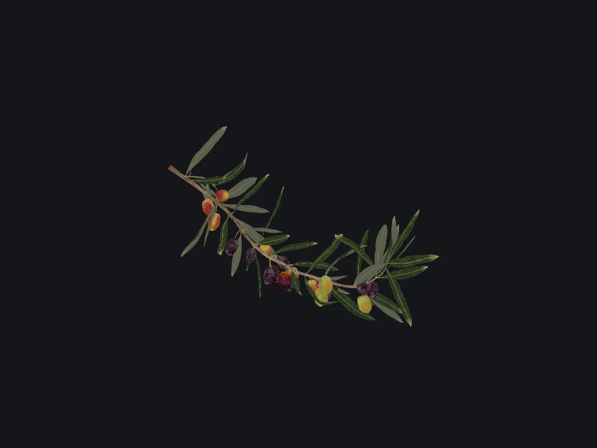 Rama de olivo de la variedad picual con hojas y aceitunas verdes y negras, modelo 3D con texturas fotográficas